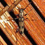 Cordylomera schoenherrii